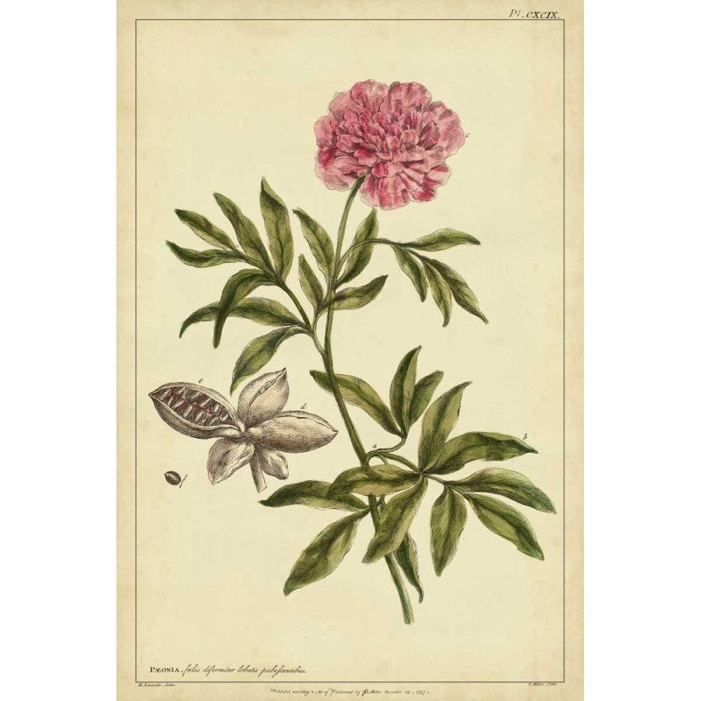 Peony Pl. CXCIX Poster Print - Philip Miller-VARPDX28567Z Image 1