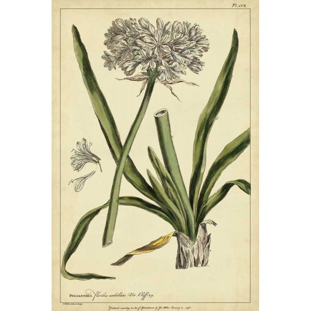 Polianthes Pl. CCX Poster Print - Philip Miller-VARPDX28575Z Image 1