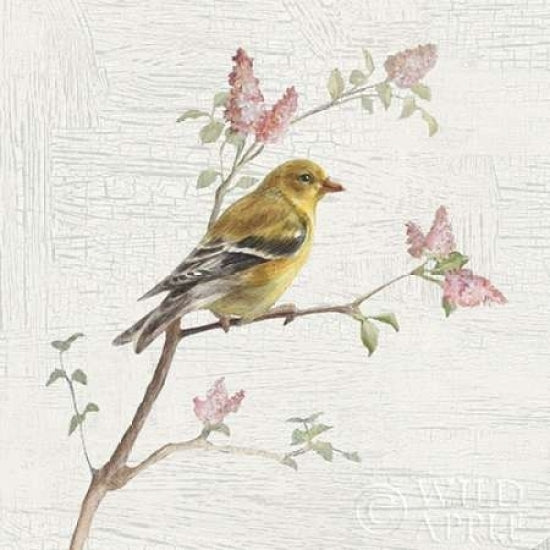 Female Goldfinch Vintage Poster Print by Danhui Nai-VARPDX28599 Image 1