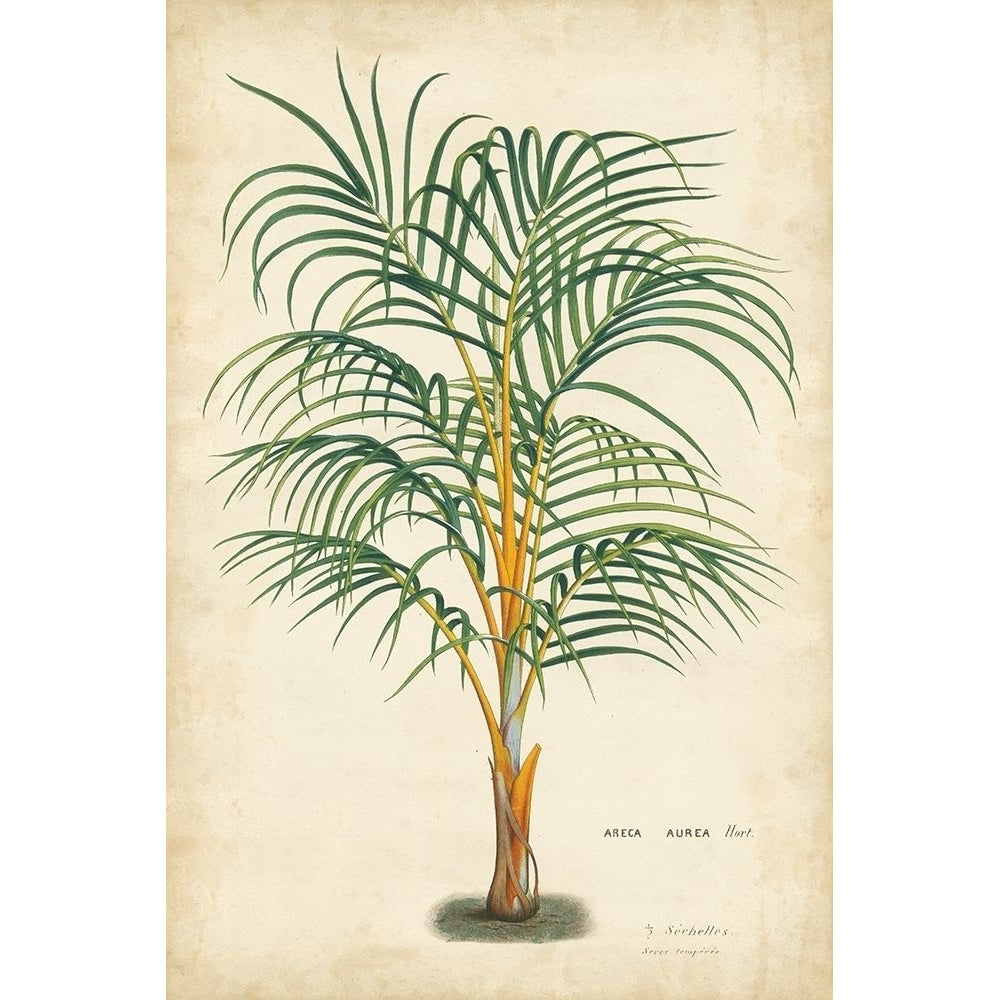 Palm of the Tropics III Poster Print - Houtteano Horto Van-VARPDX28813Z Image 1