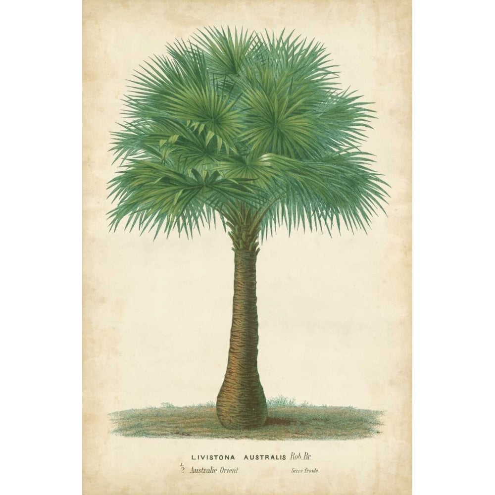 Palm of the Tropics I Poster Print - Houtteano Horto Van-VARPDX28811Z Image 1