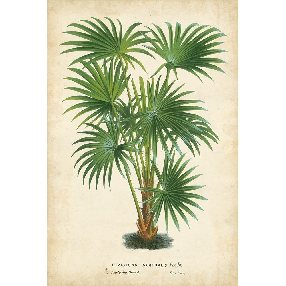 Palm of the Tropics IV Poster Print - Houtteano Horto Van-VARPDX28814Z Image 1