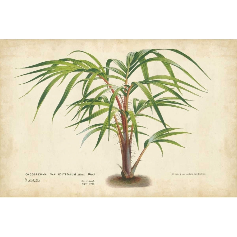 Palm of the Tropics VI Poster Print - Houtteano Horto Van-VARPDX28816Z Image 1