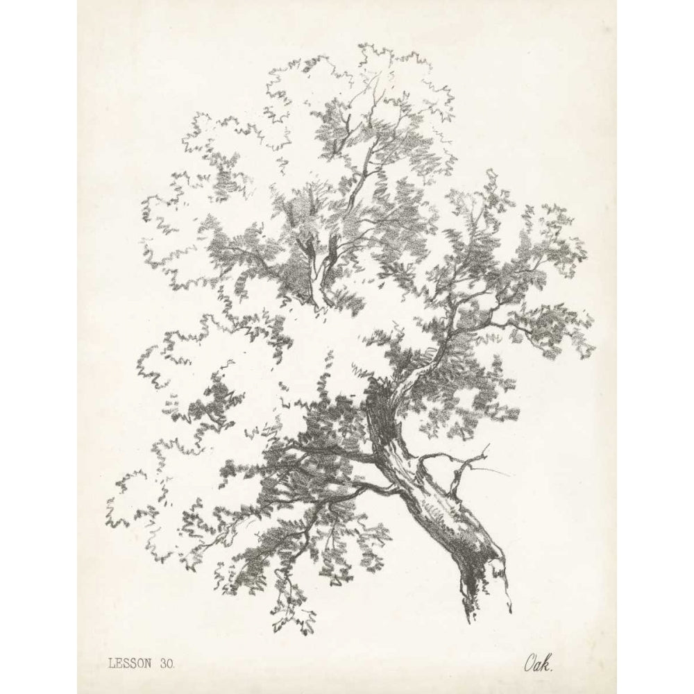 Oak Tree Study Poster Print - Unknown-VARPDX28828Z Image 1