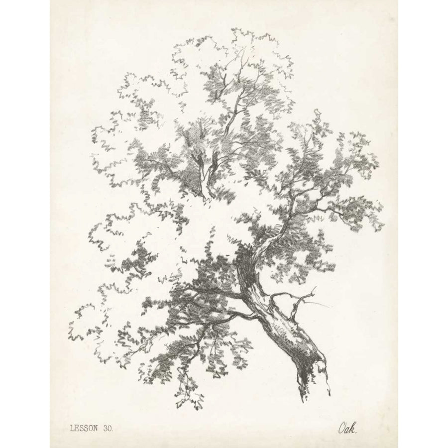 Oak Tree Study Poster Print - Unknown-VARPDX28828Z Image 1