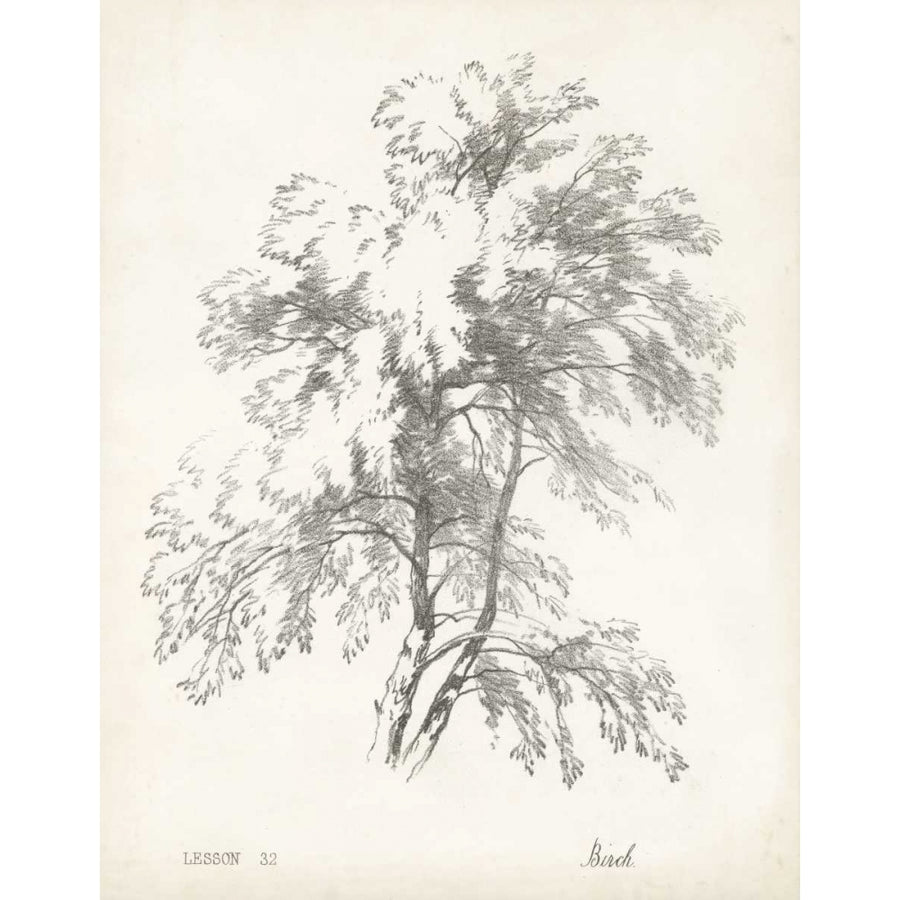 Birch Tree Study Poster Print - Unknown-VARPDX28830Z Image 1