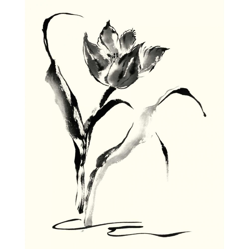 Studies in Ink - Tulip Poster Print - Nan Rae-VARPDX28831Z Image 1