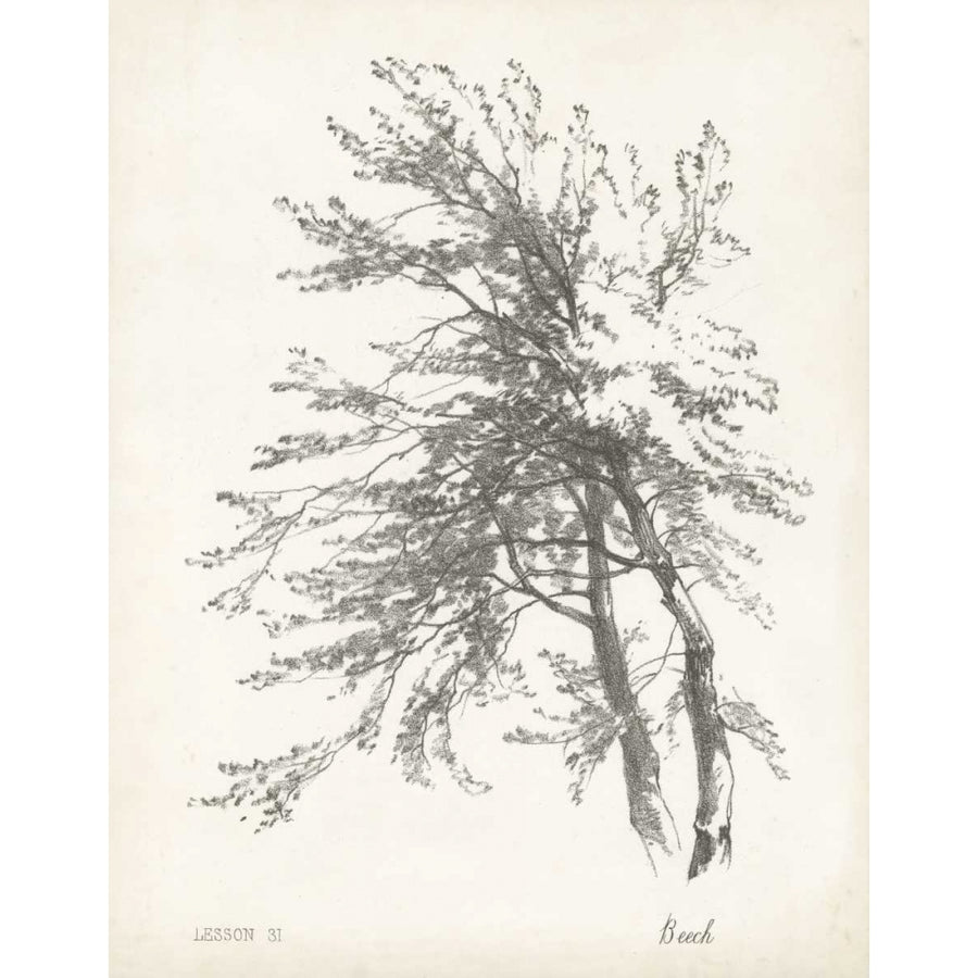 Beech Tree Study Poster Print - Unknown-VARPDX28829Z Image 1