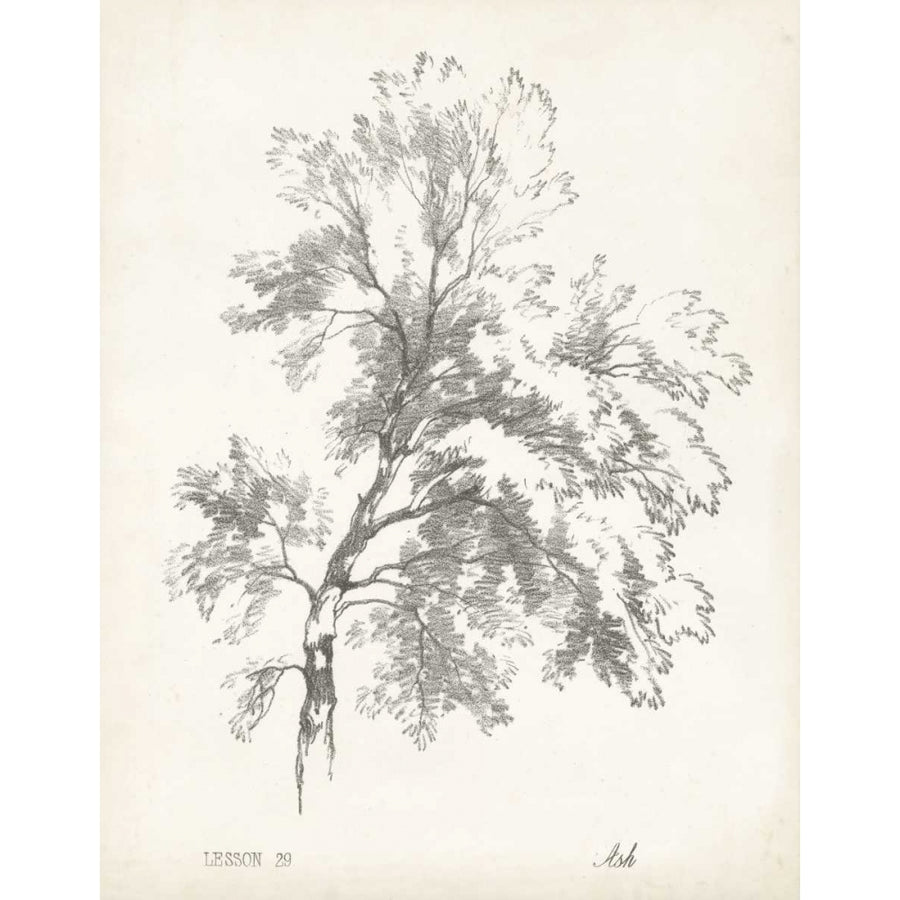 Ash Tree Study Poster Print - Unknown-VARPDX28827Z Image 1