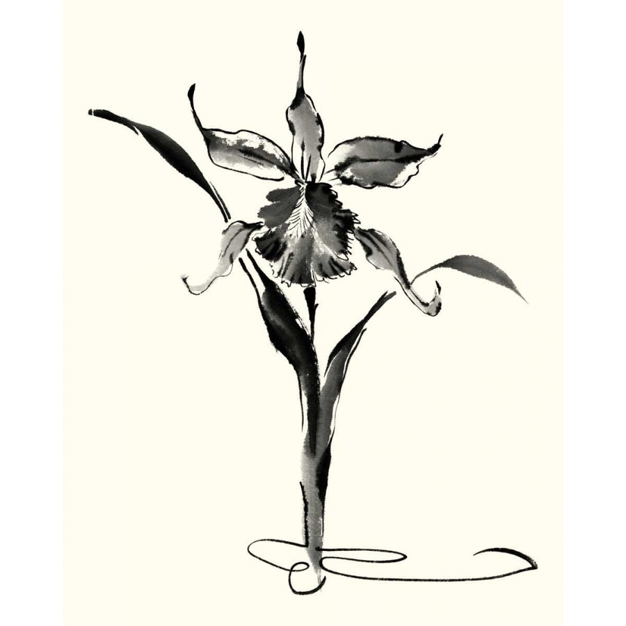 Studies in Ink - Cattleya Poster Print - Nan Rae-VARPDX28832Z Image 1