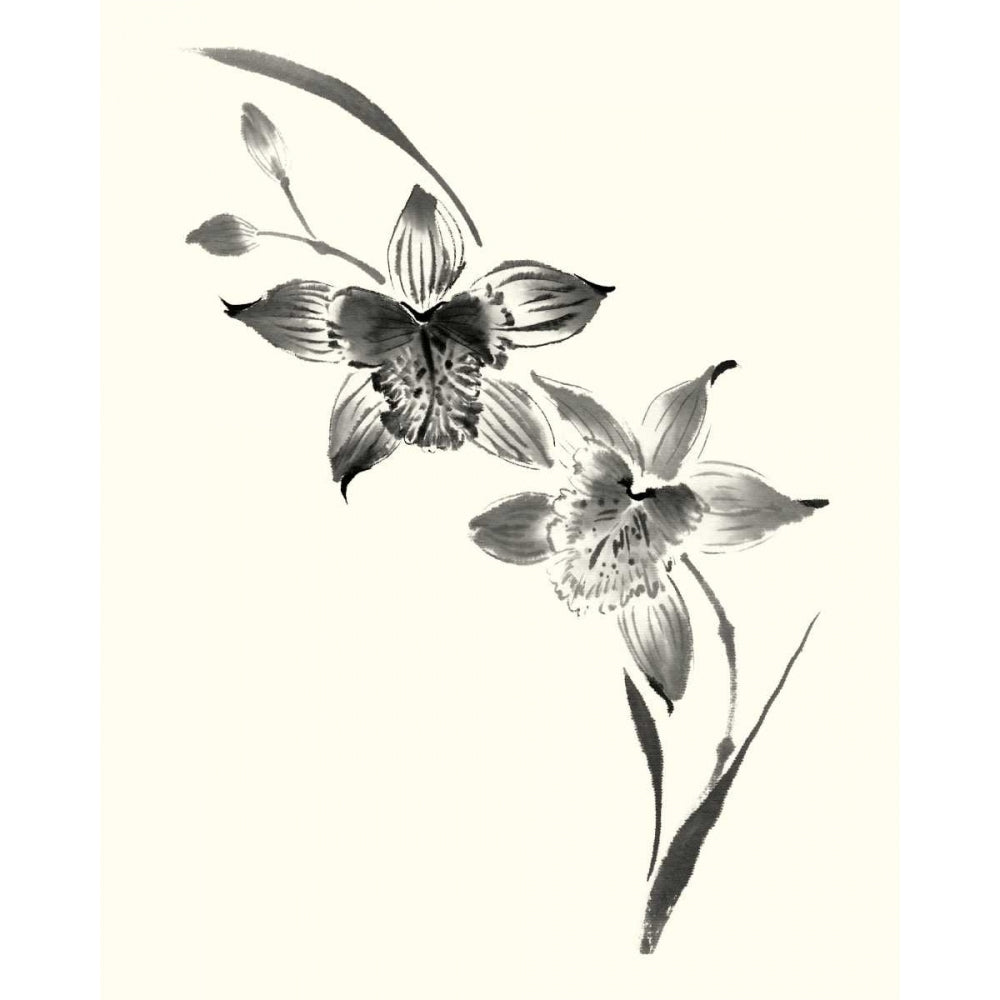 Studies in Ink - Cymbidium Poster Print - Nan Rae-VARPDX28834Z Image 1