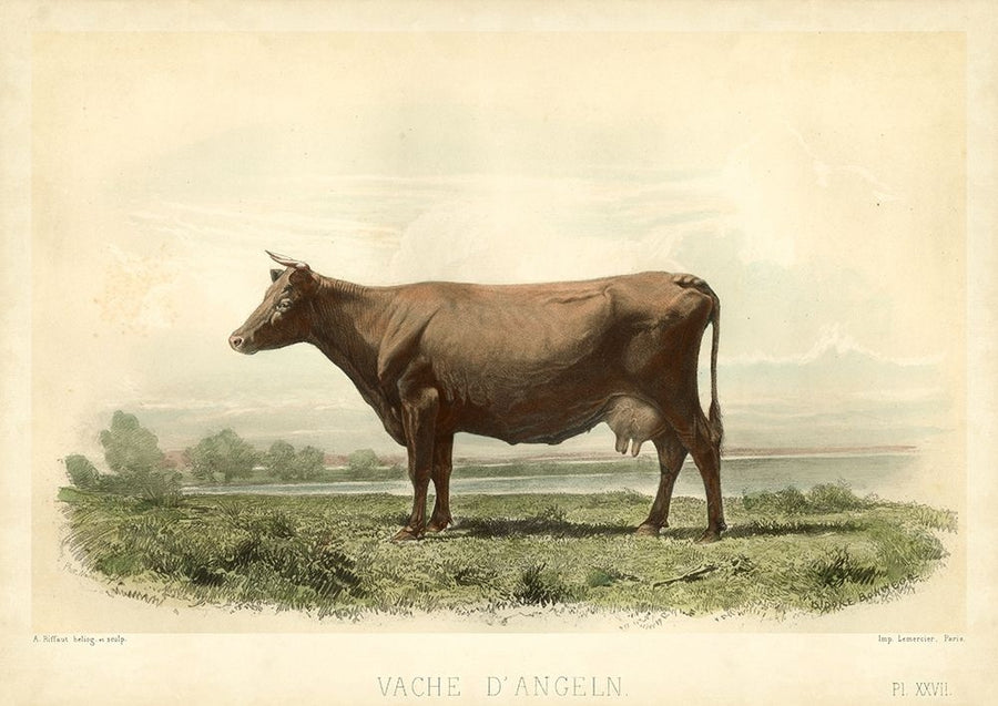 Vache D Angeln Poster Print - I. Bonheur-VARPDX28963Z Image 1