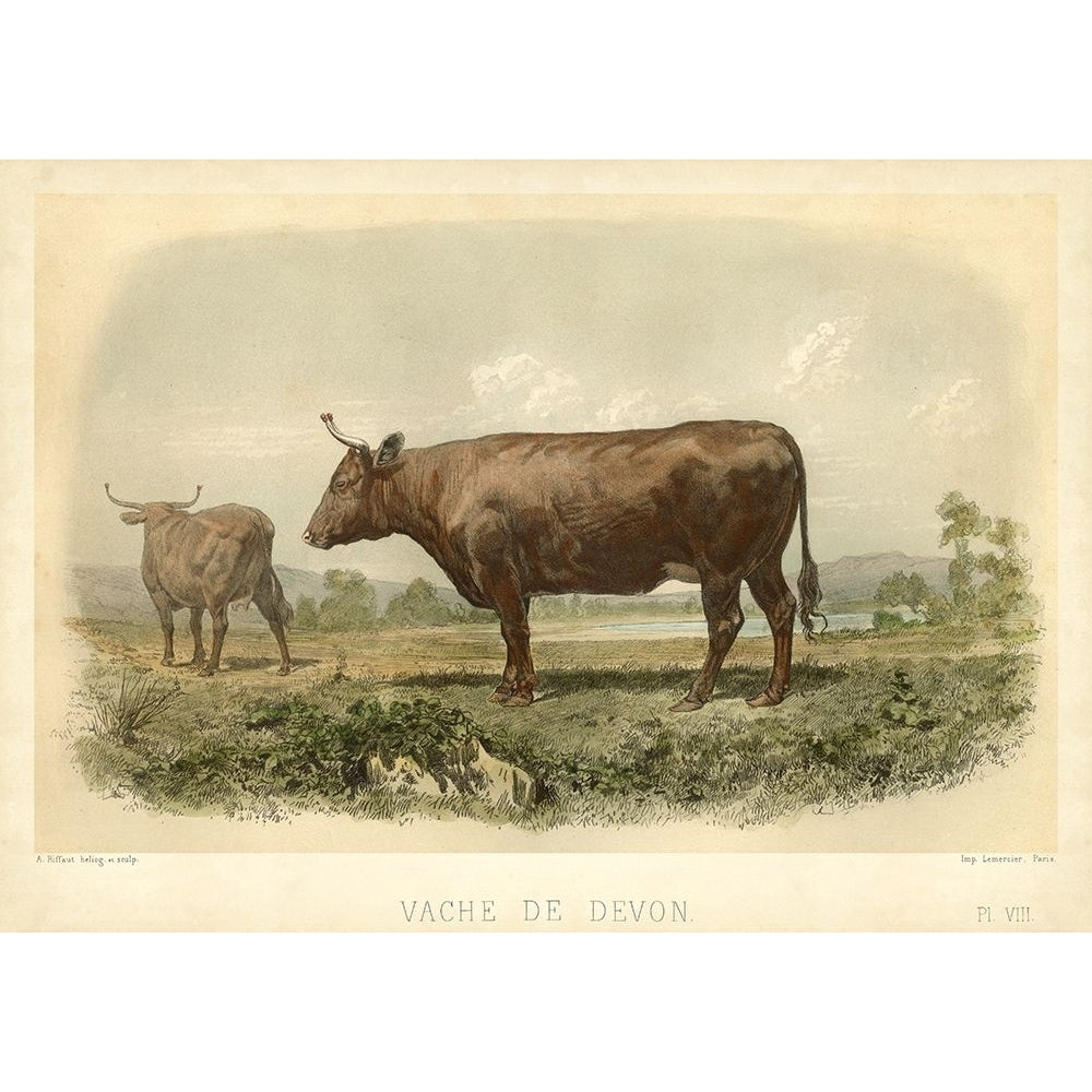 Vache De Devon Poster Print - I. Bonheur-VARPDX28961Z Image 1