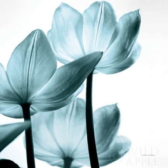 Translucent Tulips III Sq Aqua Crop Poster Print by Debra Van Swearingen-VARPDX28922 Image 2