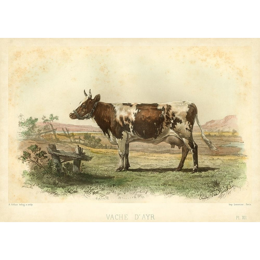 Vache D Ayr Poster Print - I. Bonheur-VARPDX28965Z Image 1