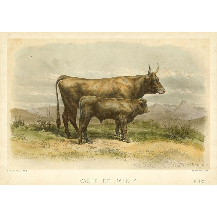 Vache De Salers Poster Print - I. Bonheur-VARPDX28964Z Image 1