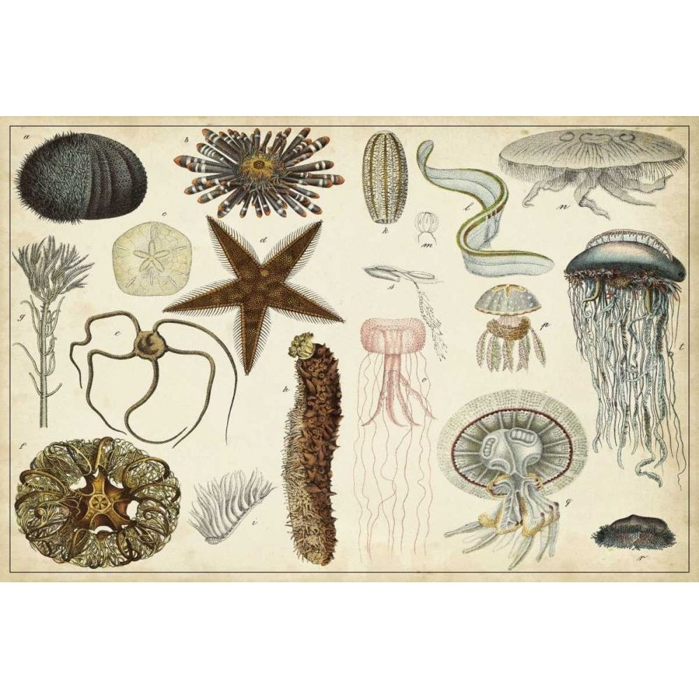 Antique Sealife Chart Poster Print - Studio Vision-VARPDX28976Z Image 1