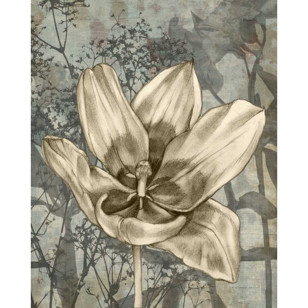 Tulip and Wildflowers VIII Poster Print - Jennifer Goldberger-VARPDX29036Z Image 1