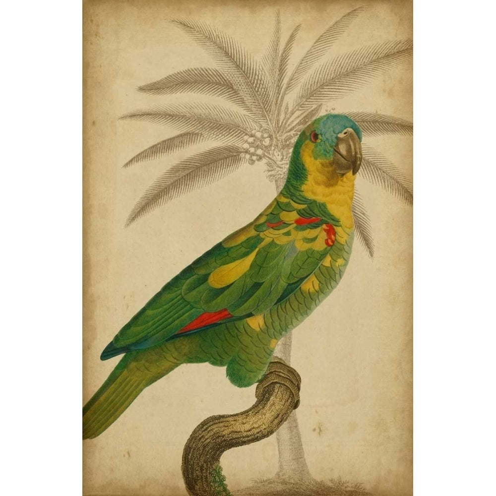 Parrot and Palm II Poster Print - Studio Vision-VARPDX29083Z Image 1