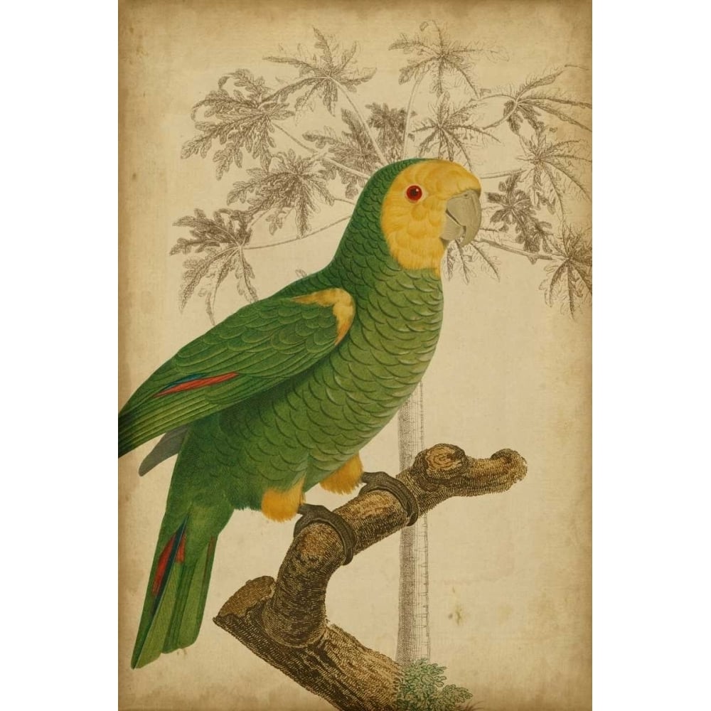 Parrot and Palm IV Poster Print - Studio Vision-VARPDX29085Z Image 1