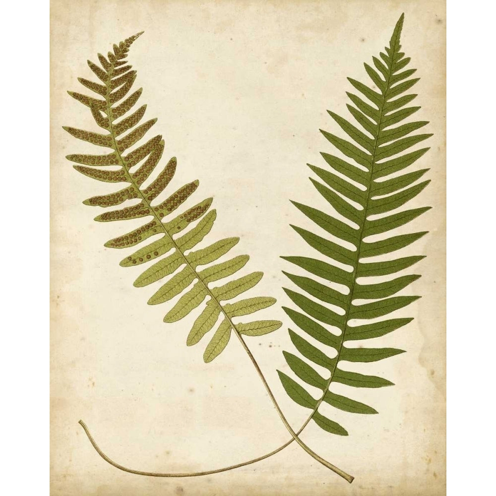 Fern Portfolio III Poster Print - Francis G. Heath-VARPDX29100Z Image 1