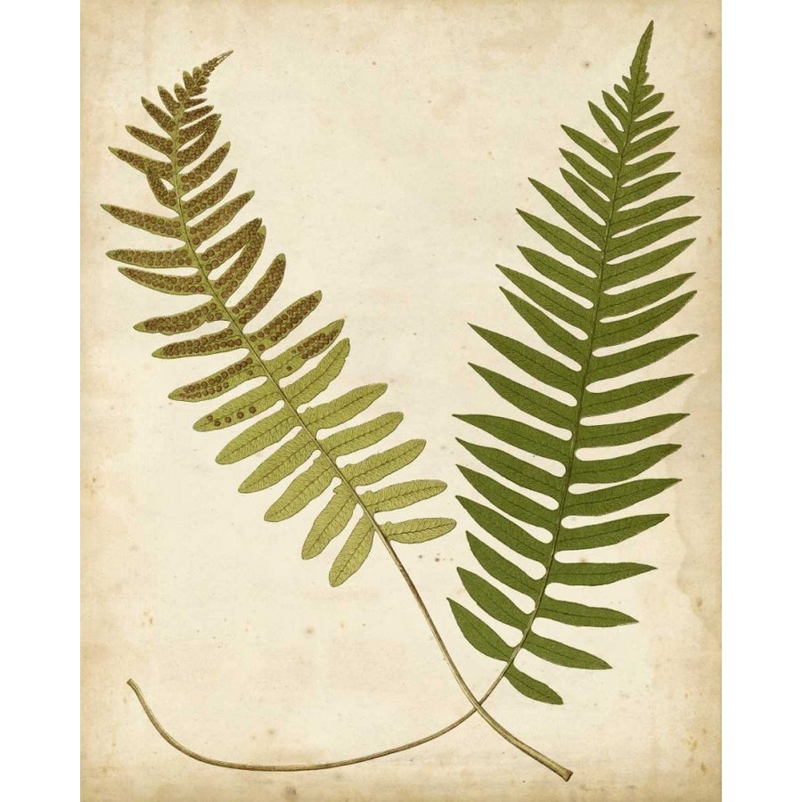 Fern Portfolio III Poster Print - Francis G. Heath-VARPDX29100Z Image 1