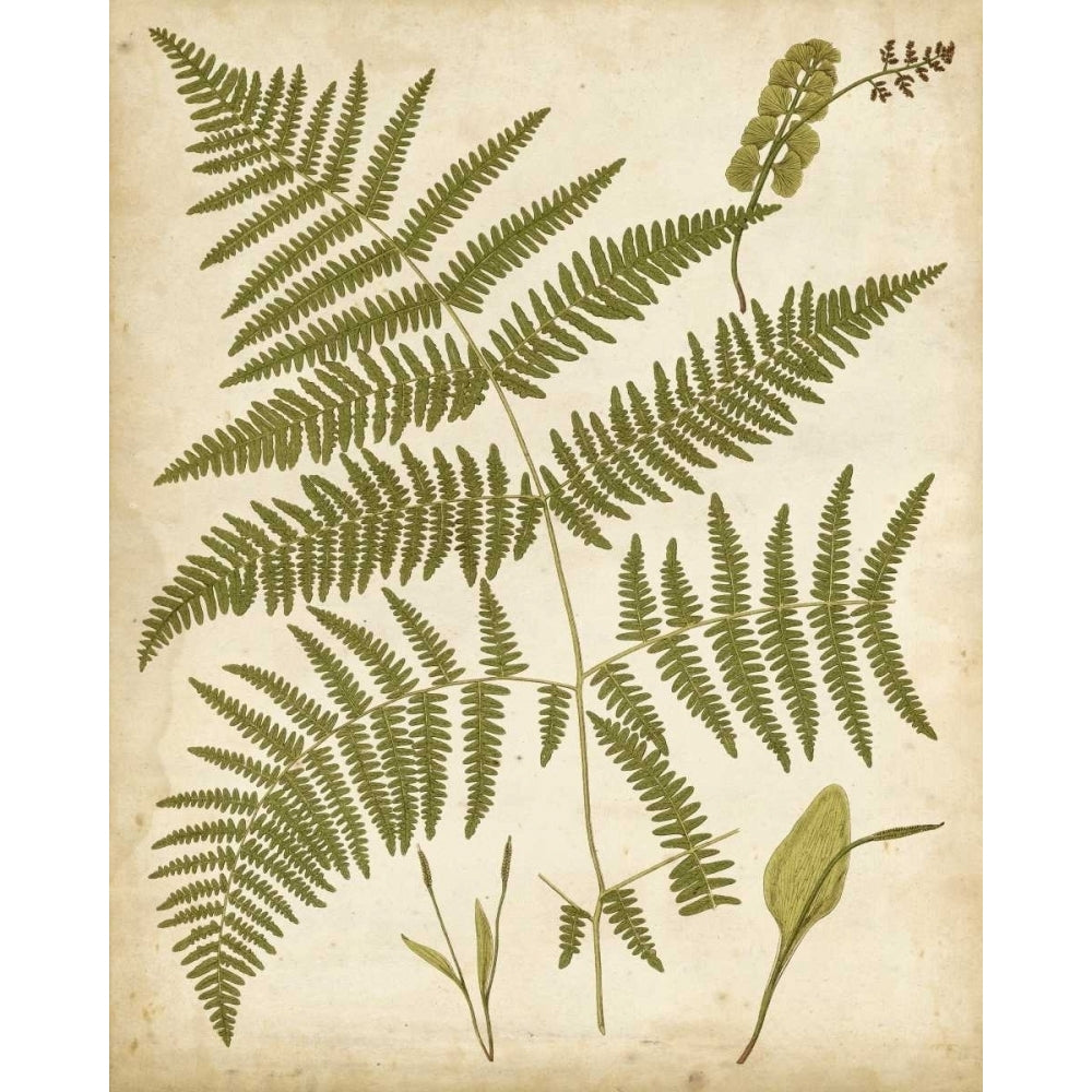 Fern Portfolio IV Poster Print - Francis G. Heath-VARPDX29101Z Image 1