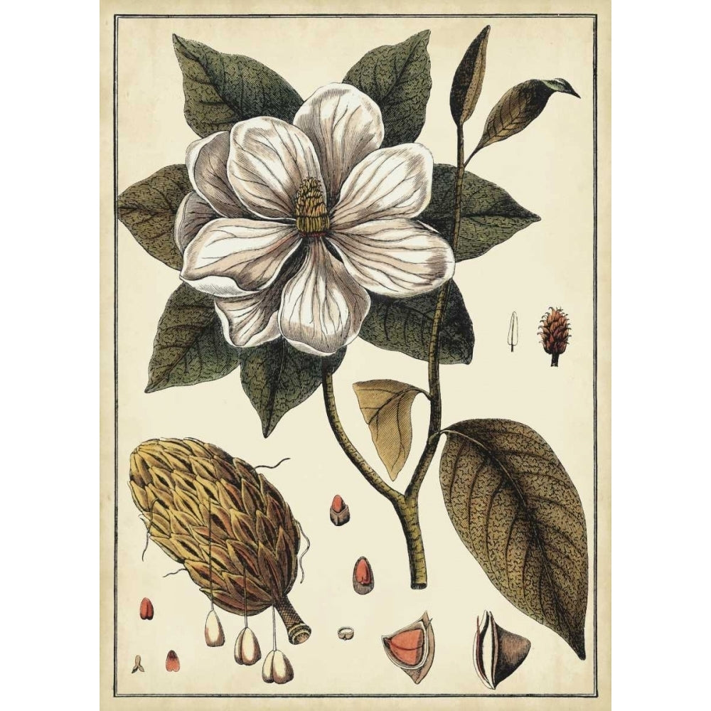 Ivory Botanical Study I Poster Print - Studio Vision-VARPDX29182Z Image 1