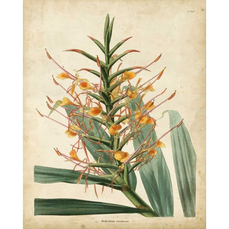 Tropical Delight I Poster Print - Edmonston-Douglas-VARPDX29169Z Image 1