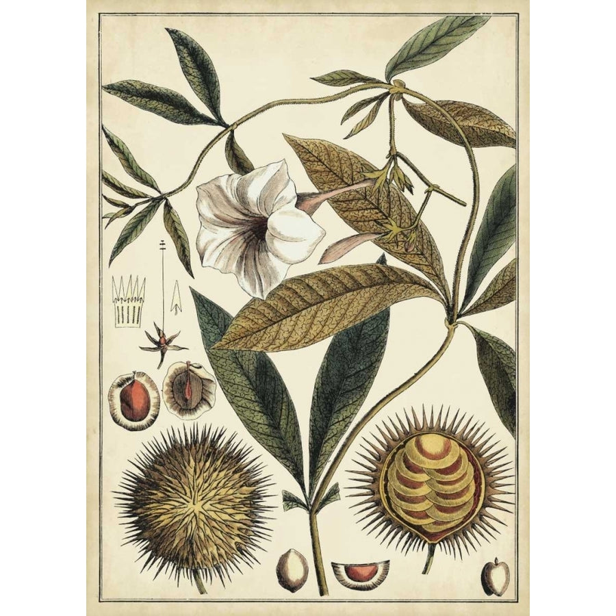 Ivory Botanical Study II Poster Print - Studio Vision-VARPDX29183Z Image 1