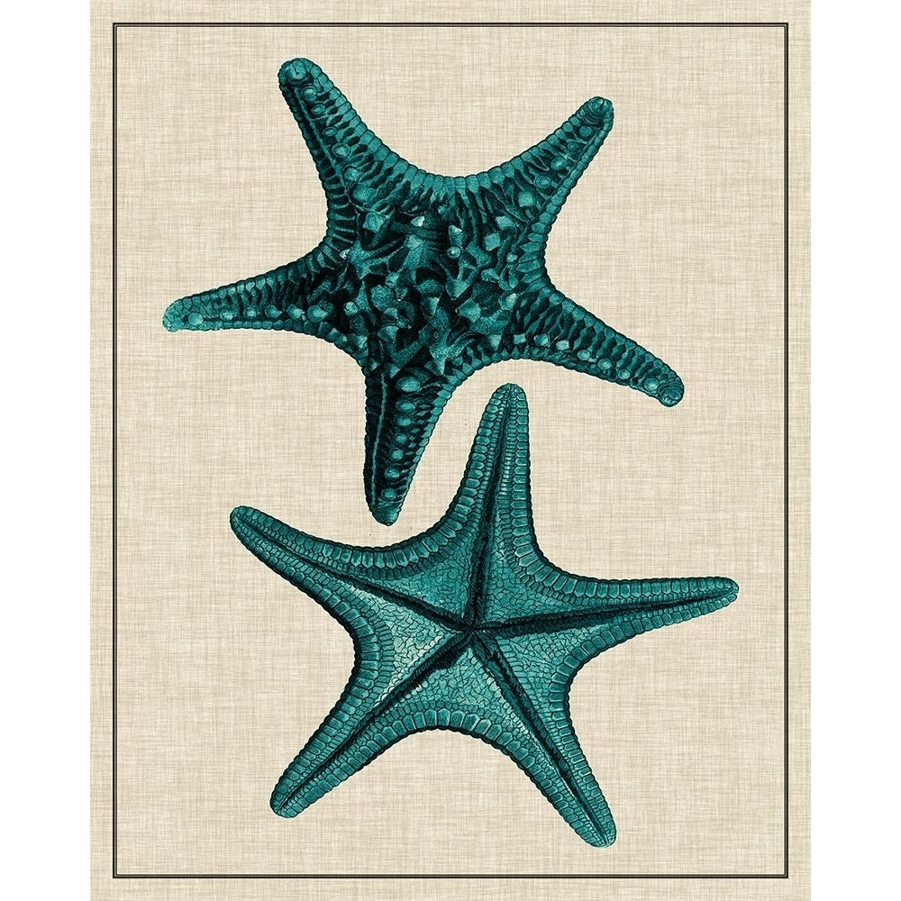 Coastal Starfish II Poster Print - Studio Vision-VARPDX29189Z Image 1