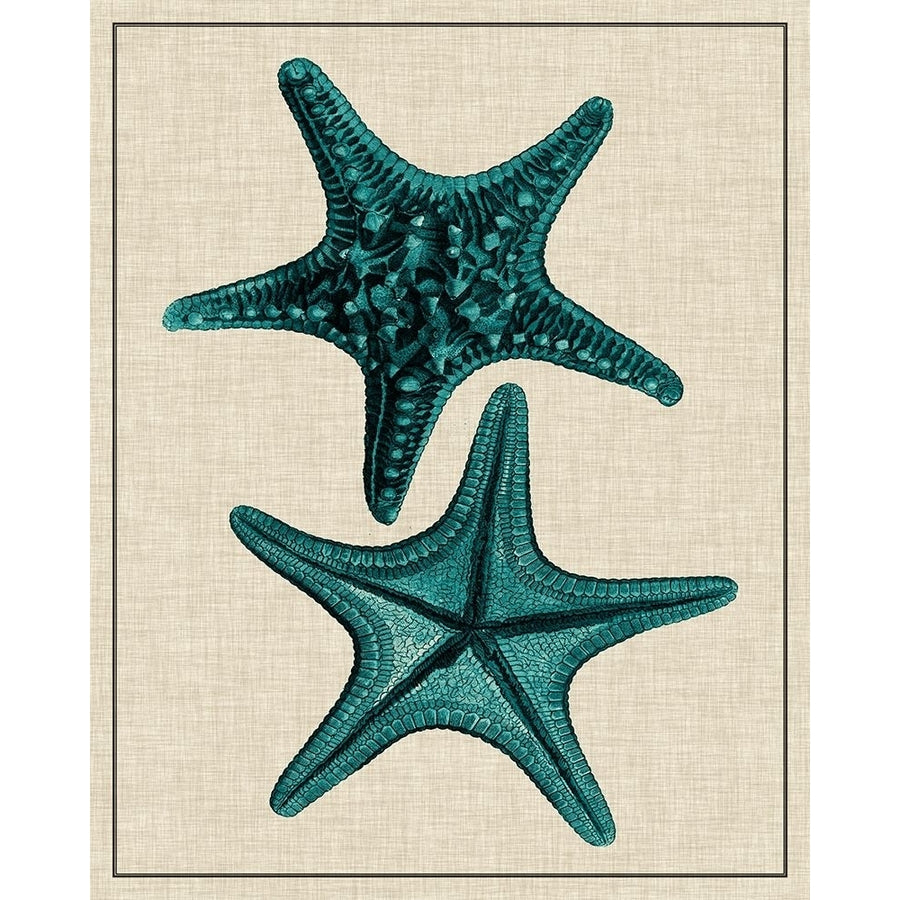 Coastal Starfish II Poster Print - Studio Vision-VARPDX29189Z Image 1