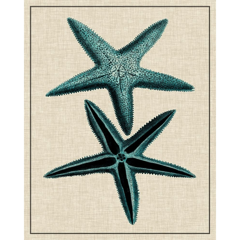 Coastal Starfish III Poster Print - Studio Vision-VARPDX29190Z Image 1