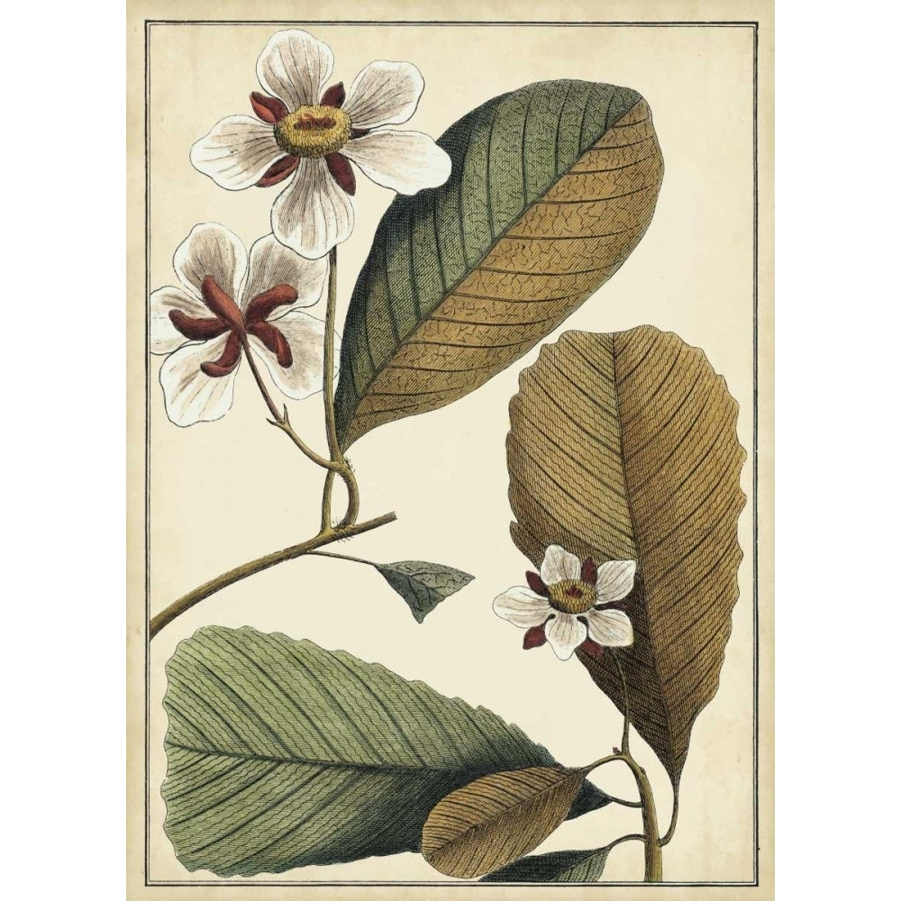 Ivory Botanical Study III Poster Print - Studio Vision-VARPDX29184Z Image 1