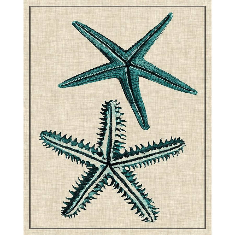 Coastal Starfish I Poster Print - Studio Vision-VARPDX29188Z Image 1