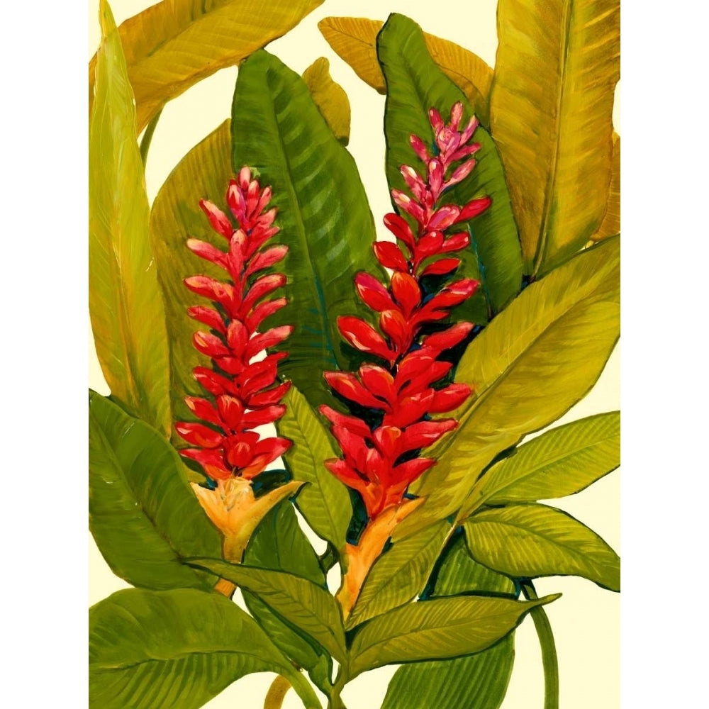 Tropical Red Ginger Poster Print - Tim OToole-VARPDX29199Z Image 1