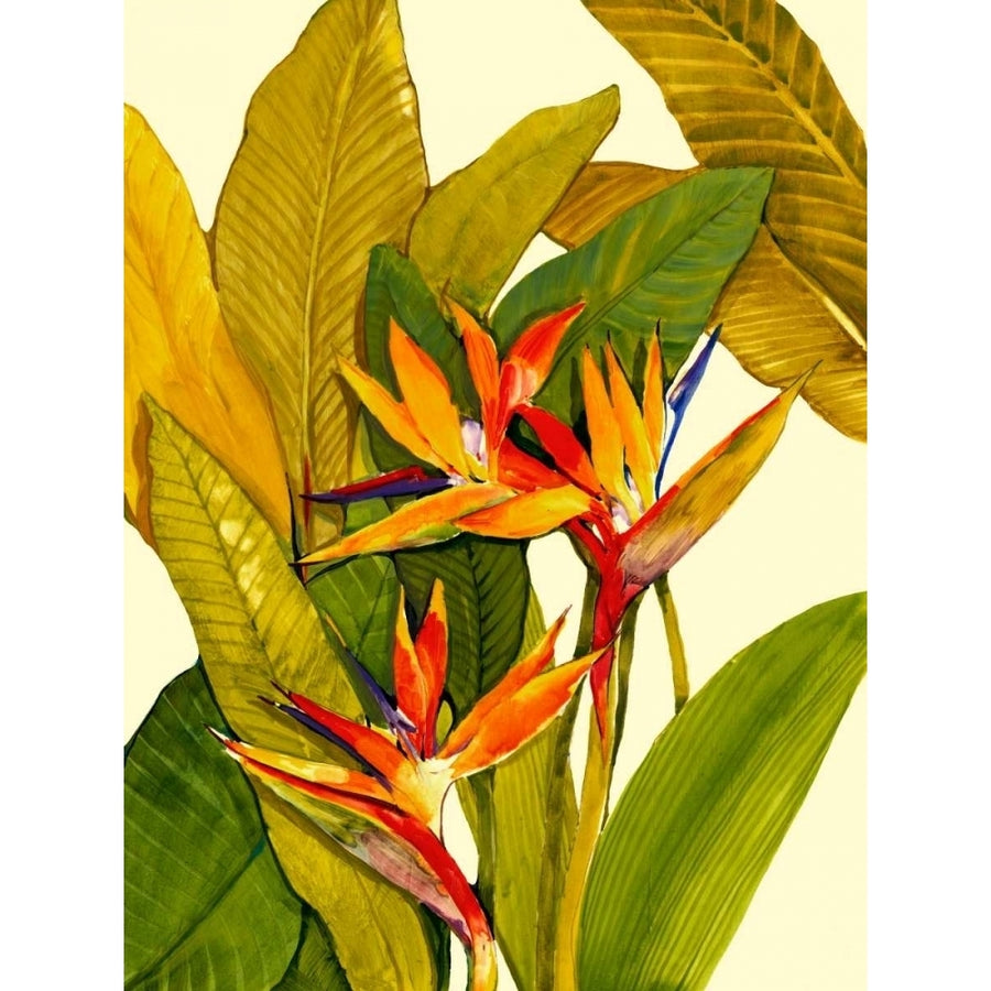 Tropical Bird of Paradise Poster Print - Tim OToole-VARPDX29198Z Image 1