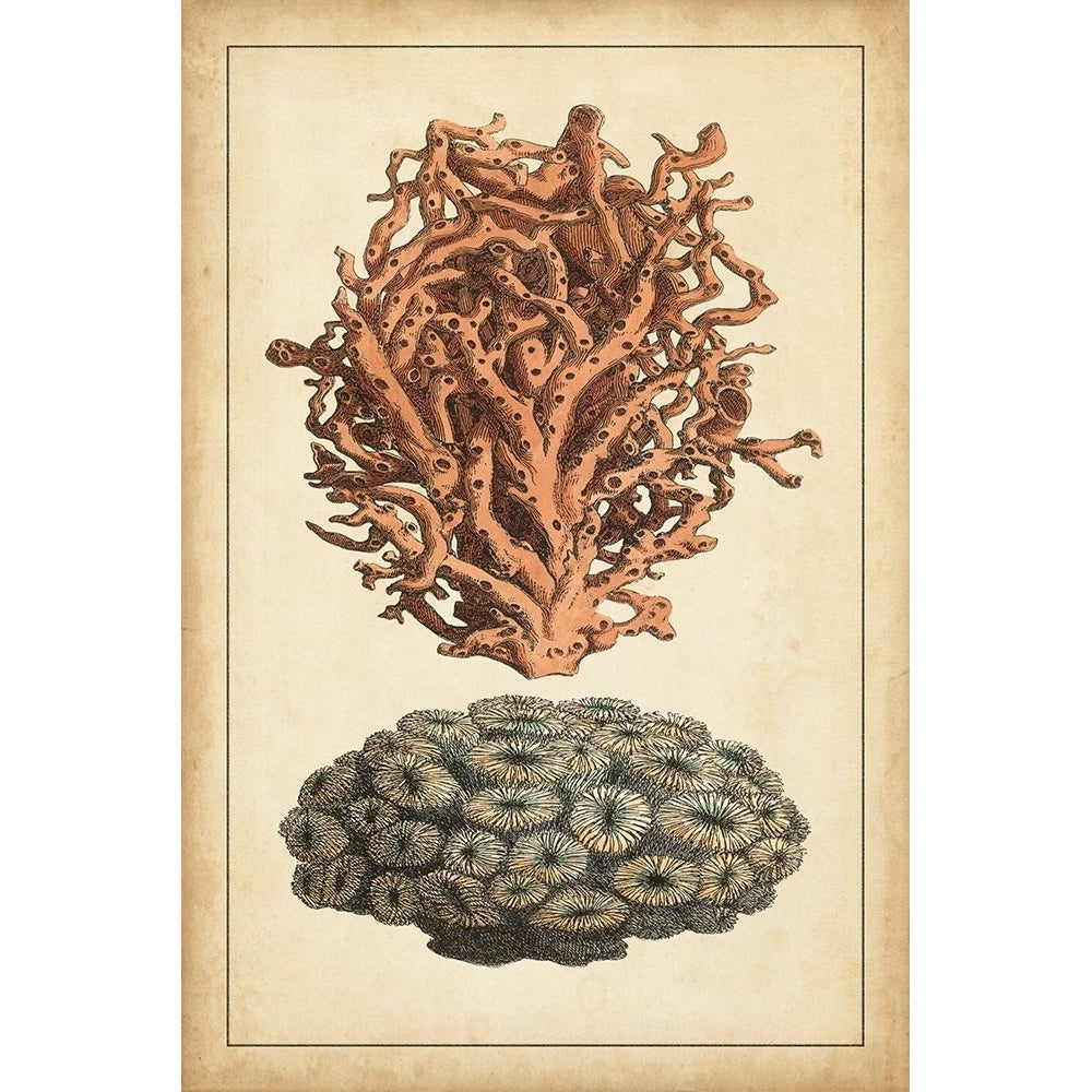 Coral Companion III Poster Print - Studio Vision-VARPDX29208Z Image 1