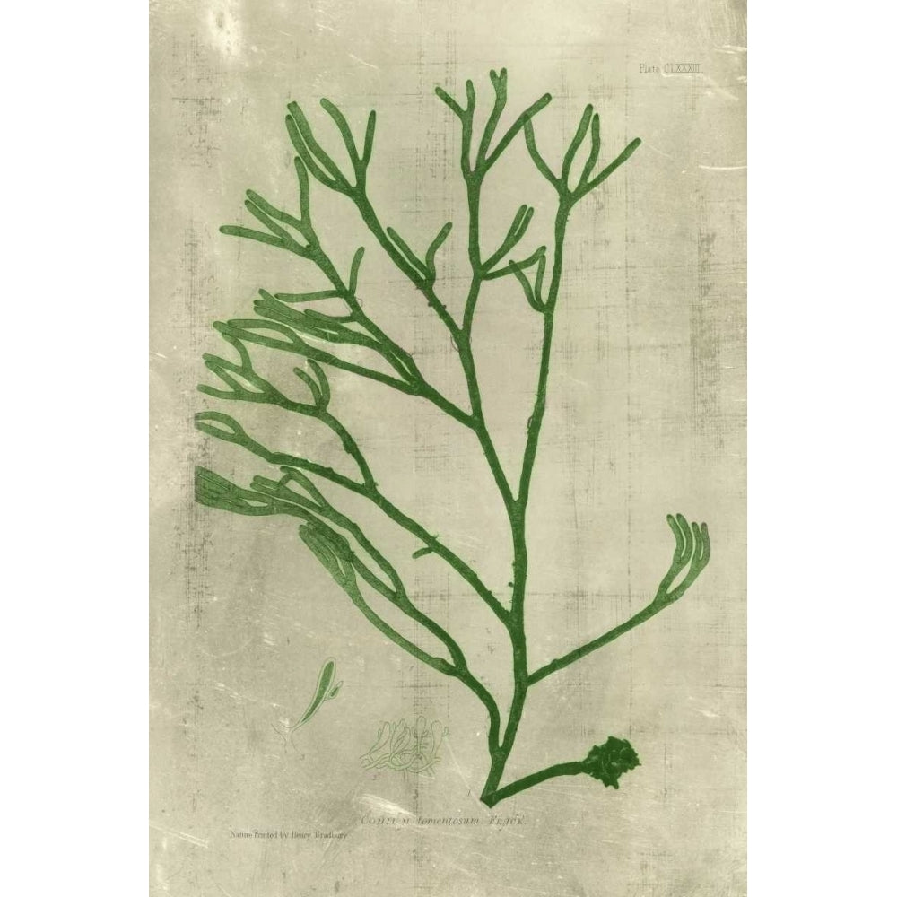 Emerald Seaweed III Poster Print - Unknown-VARPDX29313Z Image 1