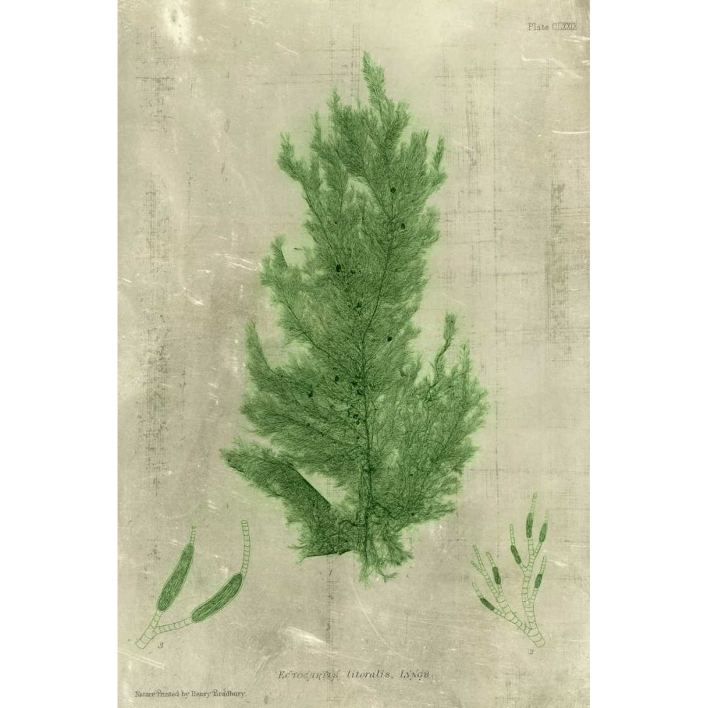 Emerald Seaweed I Poster Print - Unknown-VARPDX29311Z Image 1