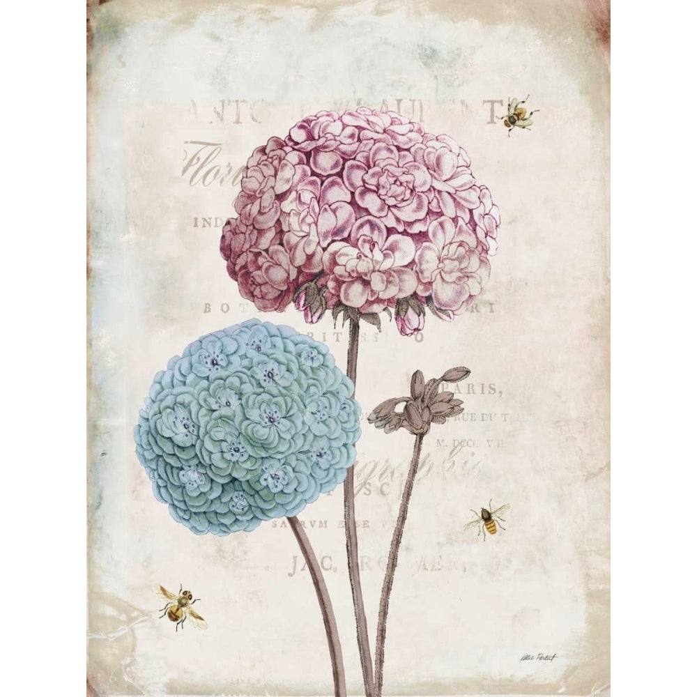 Geranium Study II Pink Flower Poster Print by Katie Pertiet-VARPDX29808 Image 1