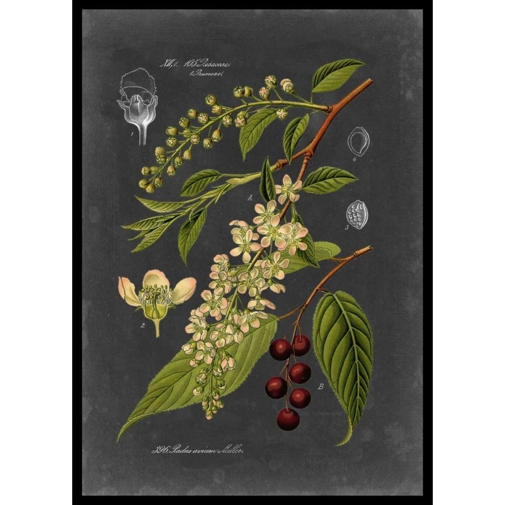 Midnight Botanical II Poster Print - Studio Vision-VARPDX29809Z Image 1