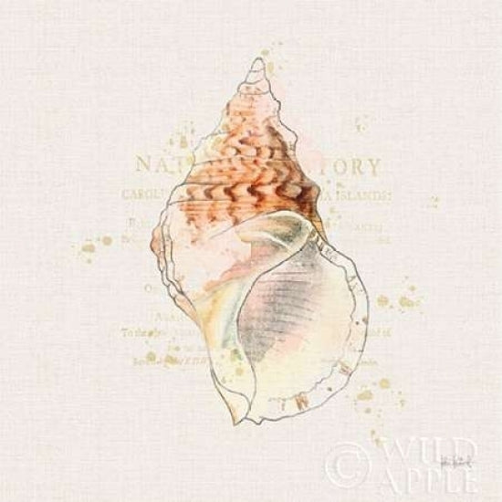 Shell Collector III Poster Print by Katie Pertiet-VARPDX29928 Image 1