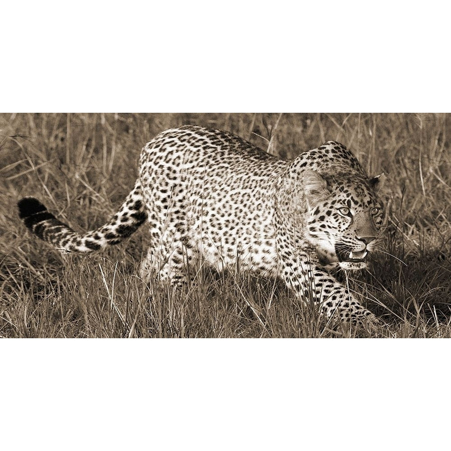 Leopard Hunting Poster Print by Pangea Images-VARPDX2AP4227 Image 1