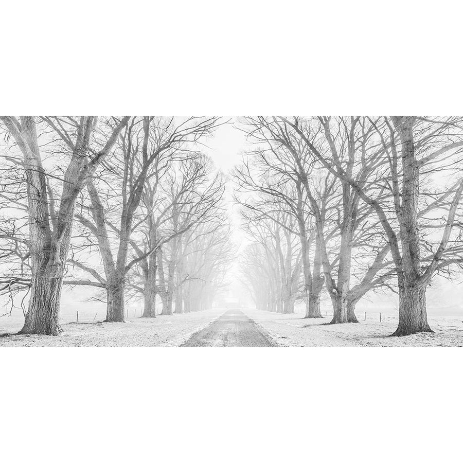 Tree lined road in the snow Poster Print by Pangea Images-VARPDX2AP4314 Image 1