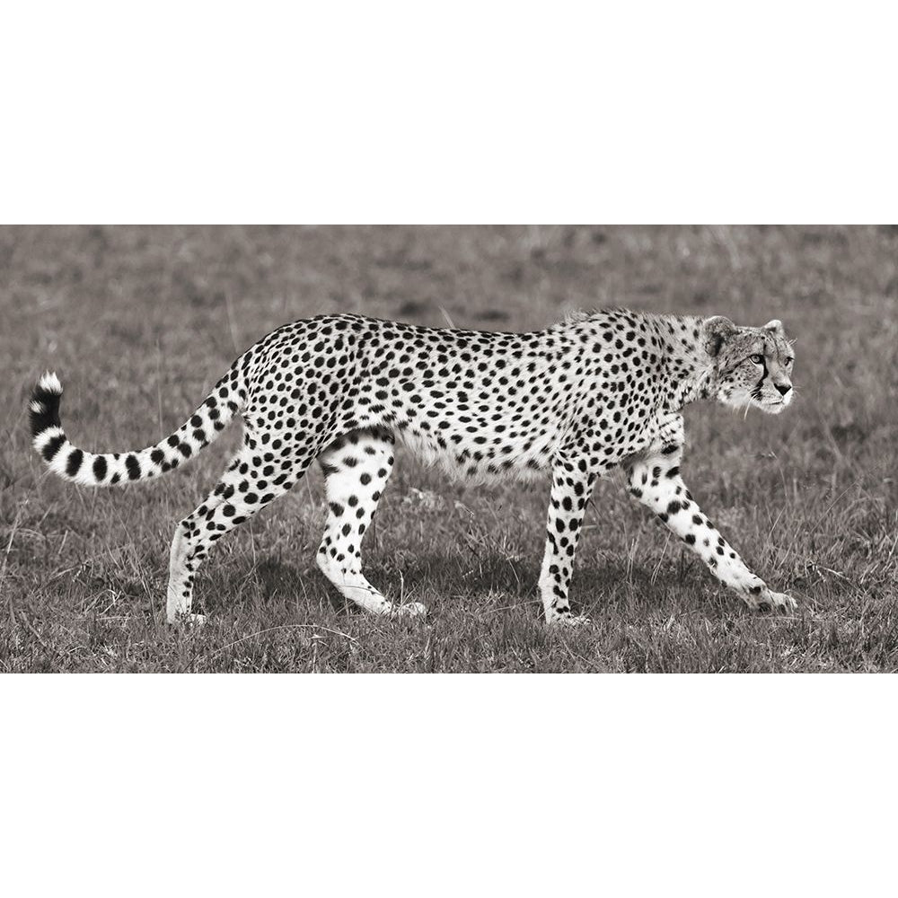 Cheetah Hunting Masai Mara Poster Print by Pangea Images-VARPDX2AP4310 Image 1