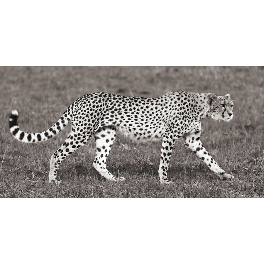 Cheetah Hunting Masai Mara Poster Print by Pangea Images-VARPDX2AP4310 Image 1