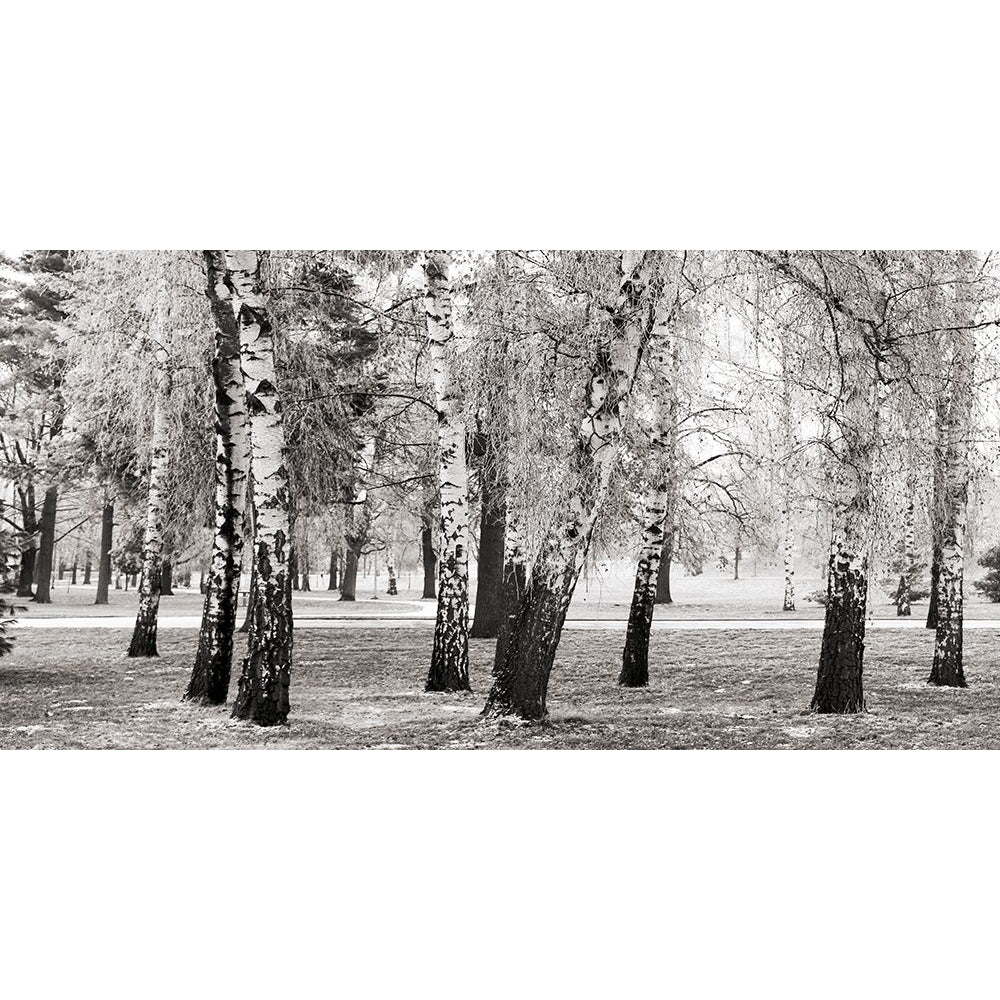 Birches in a Park Poster Print by Pangea Images-VARPDX2AP4315 Image 1