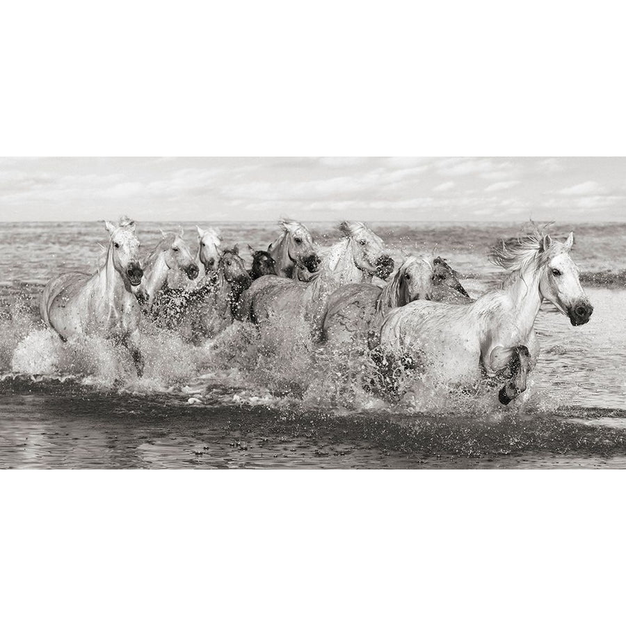 Herd of Horses- Camargue Poster Print by Pangea Images Pangea Images-VARPDX2AP5159 Image 1