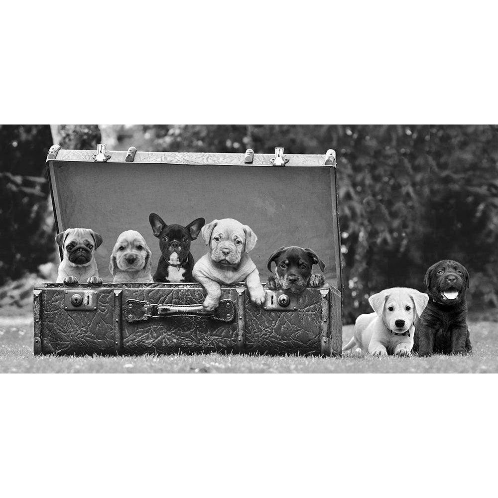 Dog Pups in a Suitcase Poster Print - Pangea Images-VARPDX2AP6149 Image 1